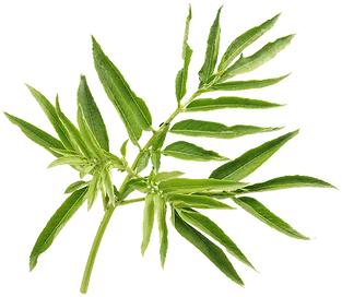 Galio